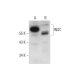 INSC Antibody (G-6) - Western Blotting - Image 320166 