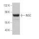 INSC Antibody (G-6) - Western Blotting - Image 367168 