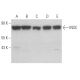 INSC Antibody (G-6) - Western Blotting - Image 367172