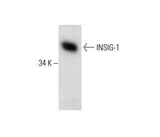 western blotting image from recommended INSIG-1 (A-9) monoclonal antibody replacement. Image 288586