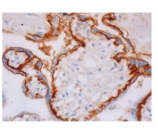 INSL4 Antibody (G-2) - Immunohistochemistry - Image 350218 
