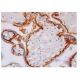 INSL4 Antibody (G-2) - Immunohistochemistry - Image 350218 