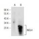 INSL4 Antibody (G-2) - Western Blotting - Image 146554