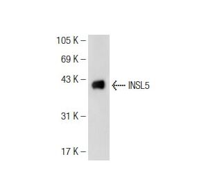 INSL5 Antibody (A-12) - Western Blotting - Image 108976