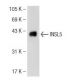 INSL5 Antibody (A-12) - Western Blotting - Image 108976