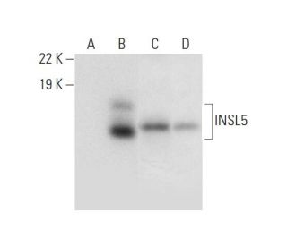 INSL5 Antibody (G-12) - Western Blotting - Image 300497
