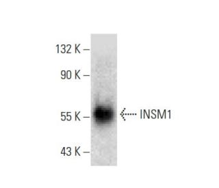 INSM1 Antibody (A-8) | SCBT - Santa Cruz Biotechnology