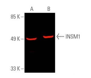 insm1-antibody-a-8-western-