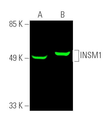insm1-antibody-a-8-western-