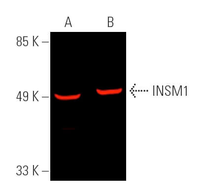 INSM1 Antibody (A-8) | SCBT - Santa Cruz Biotechnology