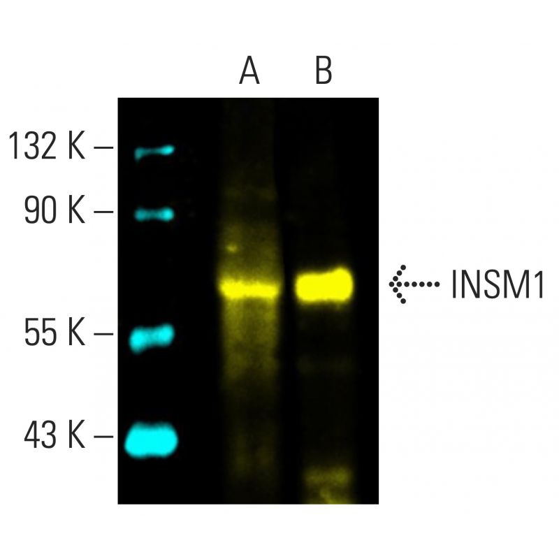 るーず insm1-antibody-a-8-western-
