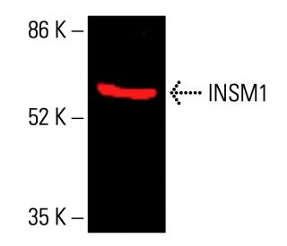 insm1-antibody-a-8-western-