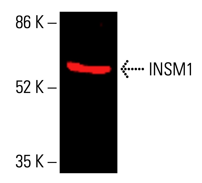 insm1-antibody-a-8-western-