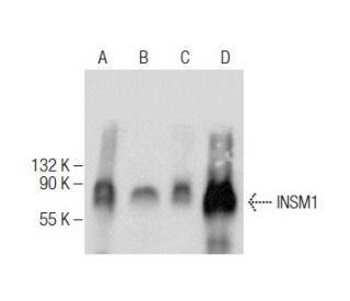 INSM1 Antibody (C-1) | SCBT - Santa Cruz Biotechnology