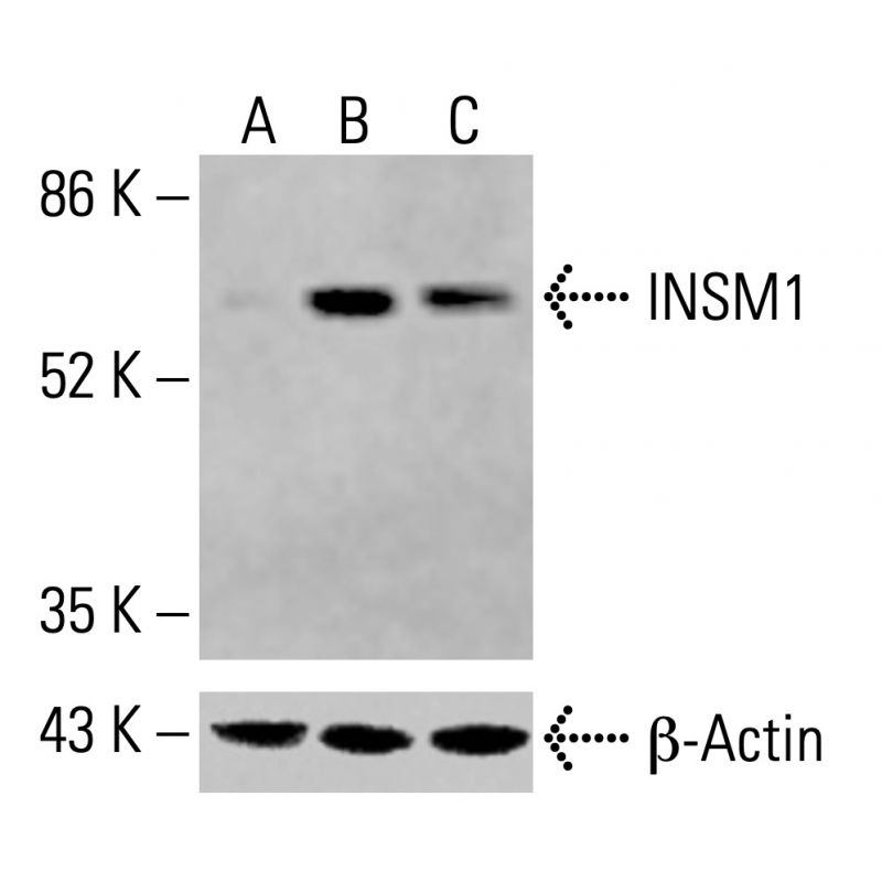 INSM1 Antibody (C-1) | SCBT - Santa Cruz Biotechnology