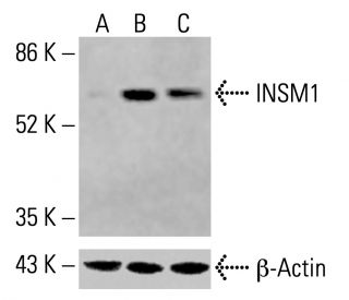 INSM1 Antibody (C-1) - Western Blotting - Image 414968