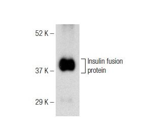 Insulin Antibody (2B7) - Western Blotting - Image 142648