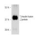 Insulin Antibody (2B7) - Western Blotting - Image 142648