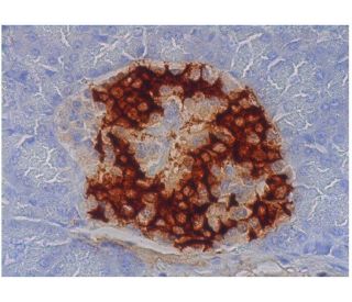 Insulin Antibody (2D11-H5) - Immunohistochemistry - Image 347931 