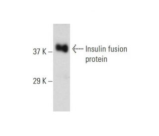 Insulin Antibody (3A1) - Western Blotting - Image 147505