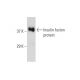 Insulin Antibody (3A1) - Western Blotting - Image 147505