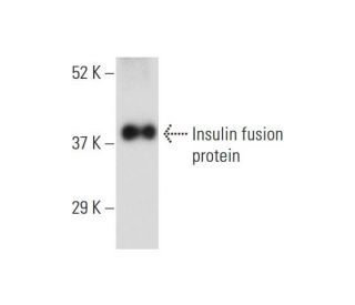 Insulin Antibody (4H8) - Western Blotting - Image 147502