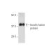 Insulin Antibody (4H8) - Western Blotting - Image 147502