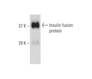 Insulin Antibody (C-PEP-01) - Western Blotting - Image 147506