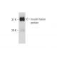 Insulin Antibody (C-PEP-01) - Western Blotting - Image 147506