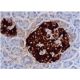 immunohistochemistry image from recommended Insulin (2D11-H5) monoclonal antibody replacement. Image 353016