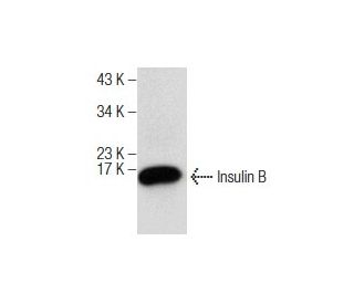 Insulin B Antibody (C-12) - Western Blotting - Image 282020