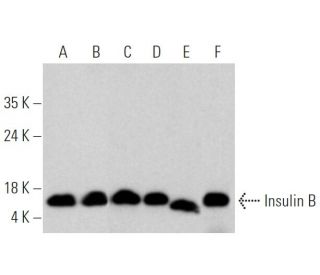 Insulin B Antibody (C-12) - Western Blotting - Image 370459