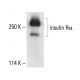 INSR/Insulin Receptor α Antibody (MA-20) - Western Blotting - Image 411741