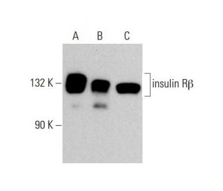 INSR/Insulin Receptor &beta; Antibody (C-4) - Western Blotting - Image 377371 