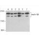 western blotting image from recommended INSR/Insulin Receptor β (CT-3) monoclonal antibody replacement. Image 393025