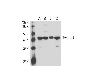 Int-6 Antibody (A-1) - Western Blotting - Image 17044 