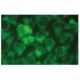 Int-6 Antibody (A-8) - Immunofluorescence - Image 131795 