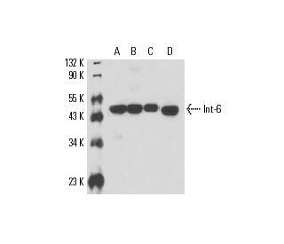 Int-6 Antibody (A-8) - Western Blotting - Image 17043 