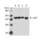 Int-6 Antibody (A-8) - Western Blotting - Image 17043 
