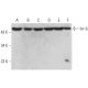 Int-6 Antibody (A-8) - Western Blotting - Image 379312