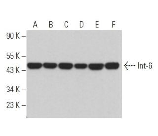 Int-6 Antibody (D-8) - Western Blotting - Image 366784 