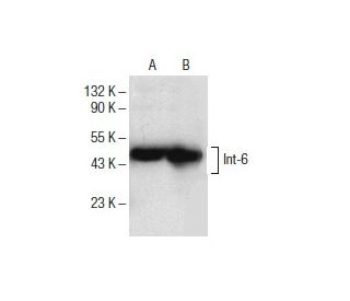 Int-6 Antibody (H-5): sc-376110
