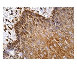 Int-6 Antibody (H-6) - Immunohistochemistry - Image 158591 