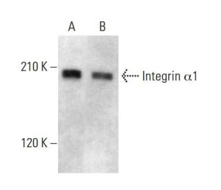 Integrin &alpha;1/ITGA1/CD49a Antibody (HM alpha 1) - Western Blotting - Image 380674 