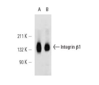 Integrin β1/ITGB1 Antibody (MEM-101A) - Western Blotting - Image 12607