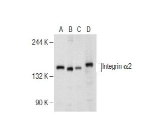 Integrin α2/ITGA2/CD49b Antibody (C-9) - Western Blotting - Image 155547