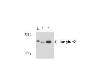 Integrin &alpha;2/ITGA2/CD49b Antibody (C-9) - Western Blotting - Image 17024 