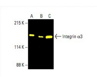 Integrin &alpha;3/ITGA3/CD49c Antibody (A-3) - Western Blotting - Image 392412 