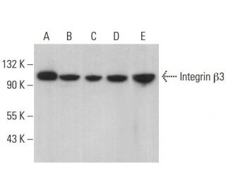 Integrin &beta;3/ITGB3/CD61 Antibody (B-7) - Western Blotting - Image 376959 