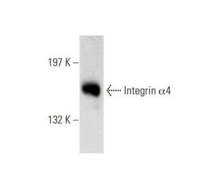 Integrin α4/ITGA4/CD49d Antibody (A-7) - Western Blotting - Image 138496